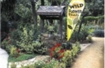 Image of Teardrop Flags